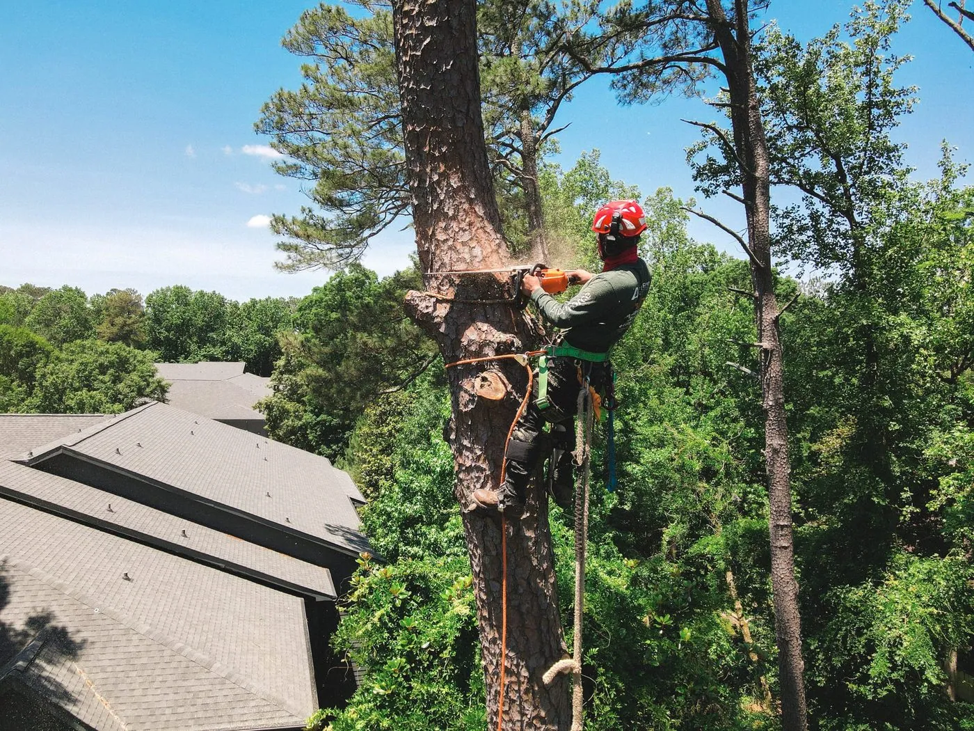 Tree removal SEO- expert cutting from a height with a chainsaw, showcasing real-life visuals used in effective tree removal SEO and lead generation campaigns.